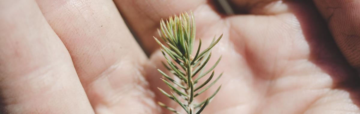 Seedling in the hand copy.jpg